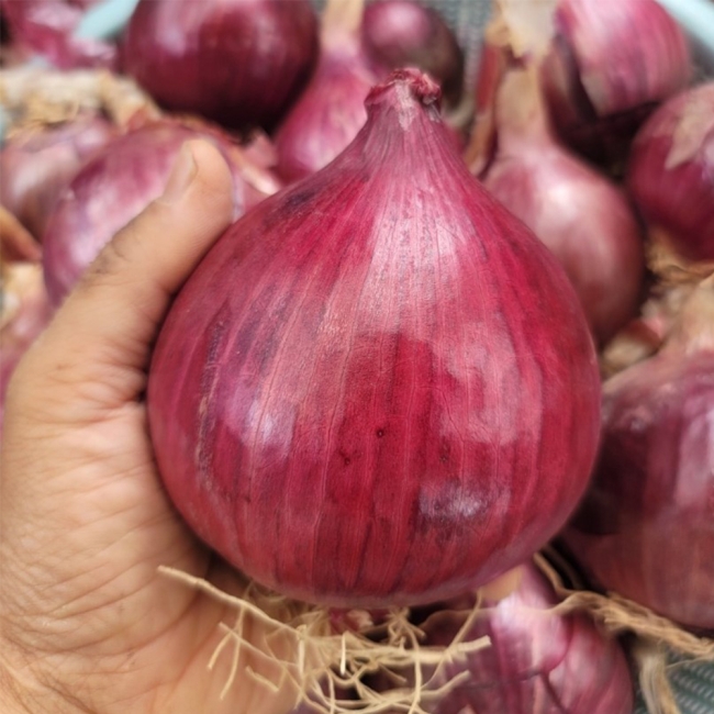전남 황토골 무안 자색양파 중대혼합 3kg/5kg/10kg