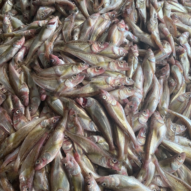 동해안 도루묵 1kg x 1팩 / 2팩