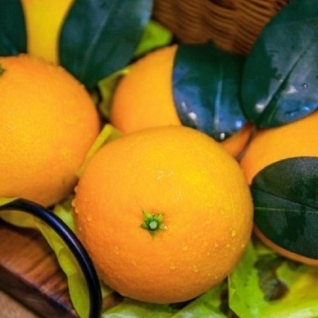 제주산 황금향 3kg/5kg/10kg