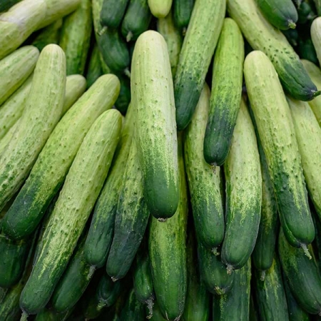 백다다기오이 1kg/2kg/3kg