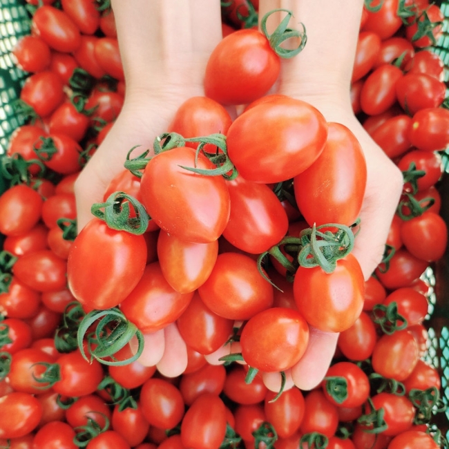 국내산 스테비아 방울토마토 500g / 1kg /1.5kg / 2kg