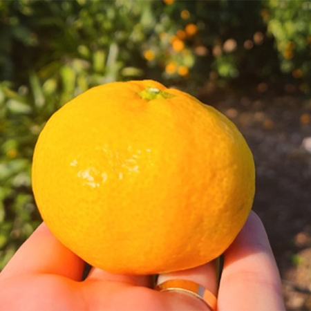 제주 햇 감귤 극조생 노지감귤 3kg/5kg(산)