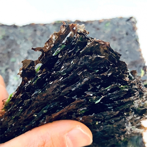 햇김 신안 해남 서천 완도 생김 무조미 50매 1팩 또는 2팩 곱창김 파래김 재래김 재래돌 방앗간아이김