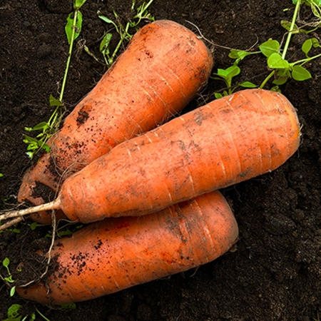 당근 (중, 상, 특) 1kg/2kg/3kg/5kg/10kg