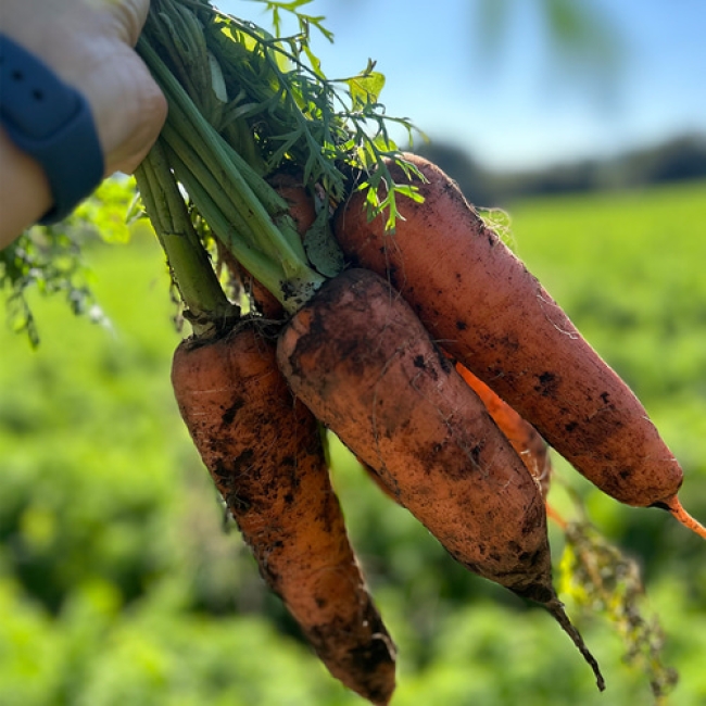 제주 흙당근 중상특(1.5kg /2.5kg/4.5kg/9kg)