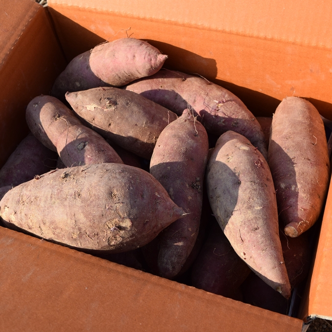 해남 베니하루카 꿀고구마 2kg, 3kg, 5kg, 10kg (한입/중상/특상/대)