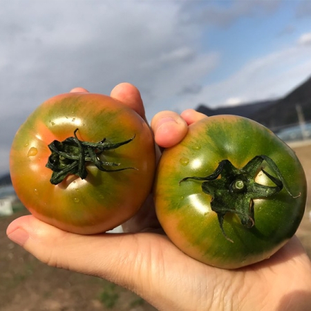 미네랄 함유량이 많은  대저  토마토