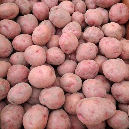 [오커늘푸] 카스테라 홍감자 빨간 감자 2kg 3kg 5kg