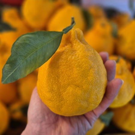 달콤한 한라봉 4.5kg!!!