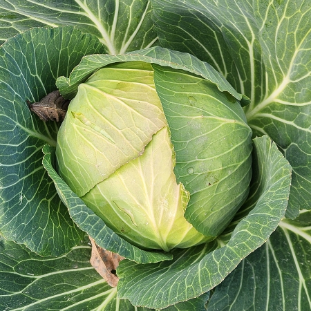 국내산 양배추 1통/2통 (평균 1.3kg 내외)