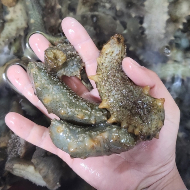 신선한 바다의 맛! 자연산 활 해삼 500g