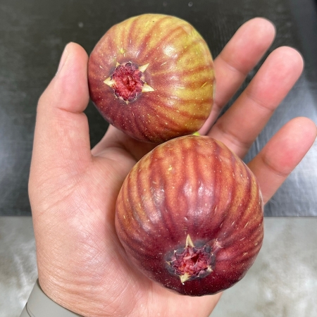 국내산 영암 무화과 500g/1kg/2kg