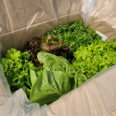 [백억] [무농약,GAP] 유러피안 샐러드 600g/1kg