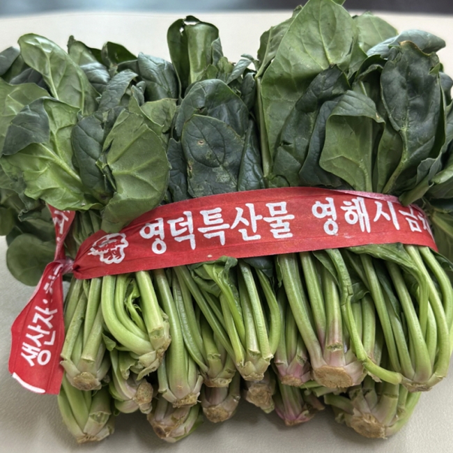 바닷바람 맞고 자란 영해초 시금치 1~4단