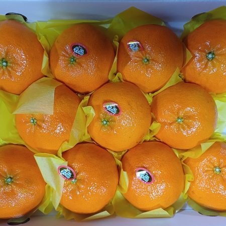 [고흥청과]가락시장직송 레드향 3kg