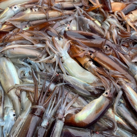 동해 생물 횟감용 오징어 5미