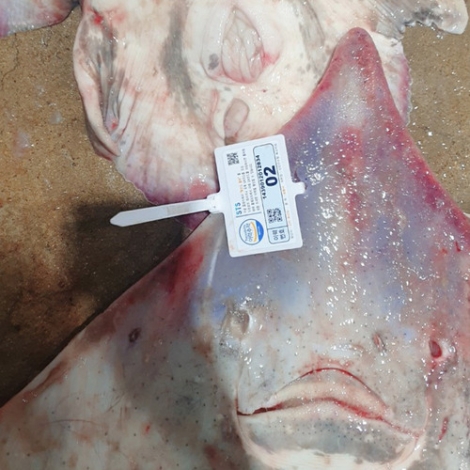 알- 싸한 맛 국산 참홍어 / 250g ~ 1kg (약한숙성 ~ 강한숙성)