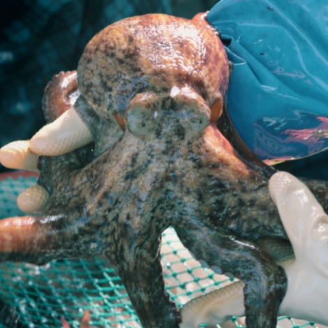 산지직송 통영 자연산 돌문어 1kg