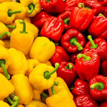 [바잘농산물] 파프리카 노랑 빨강 색상랜덤 피망 가정용 특상품 1kg~5kg