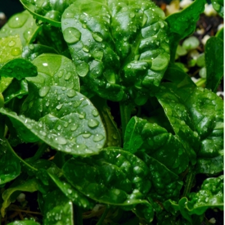 [시금치] 싱싱한 국내산 노지 시금치 남해 시금치 보물초 500g 1kg 2kg 4kg