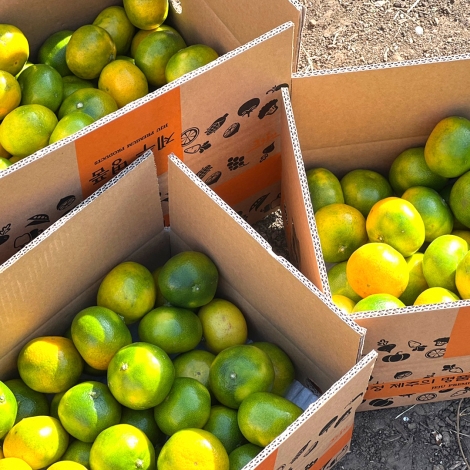 제주 극조생 노지감귤 4.5kg/9kg  소과/로얄/중대과