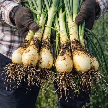 [유수담] 26년수확 조생종 햇양파 중 대 3kg 5kg