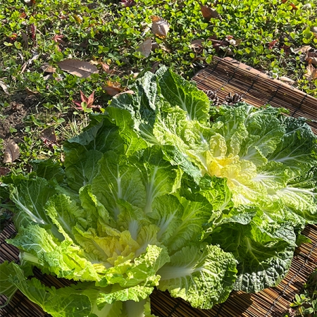 고소하고  달큰한  봄동