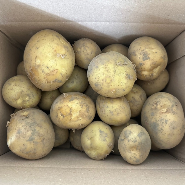 설봉감자 (대, 특) 1.5kg/ 3kg/ 5kg