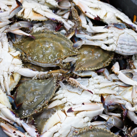 [오커늘푸] 활꽃게 암꽃게 생물 꽃게 1~3kg