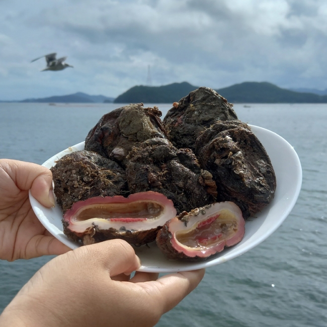 멍게의 TOP! 자연산 돌멍게 1kg