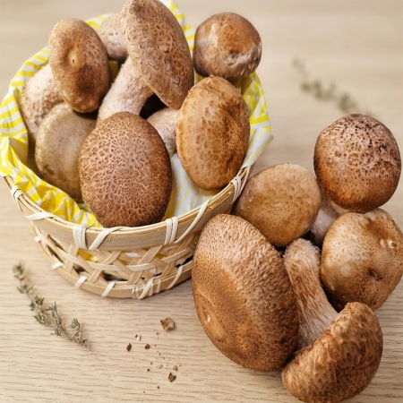 국내산 송화버섯 송향버섯 쫄깃한 고기식감 500g/1kg