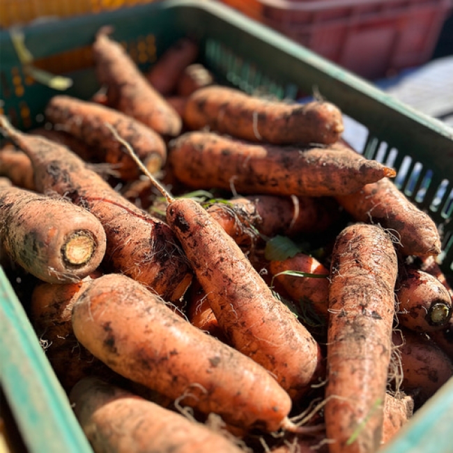 제주 흙당근 중상특(1.5kg /2.5kg/4.5kg/9kg)
