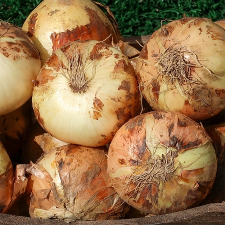 [유수담] 26년수확 조생종 햇양파 중 대 3kg 5kg