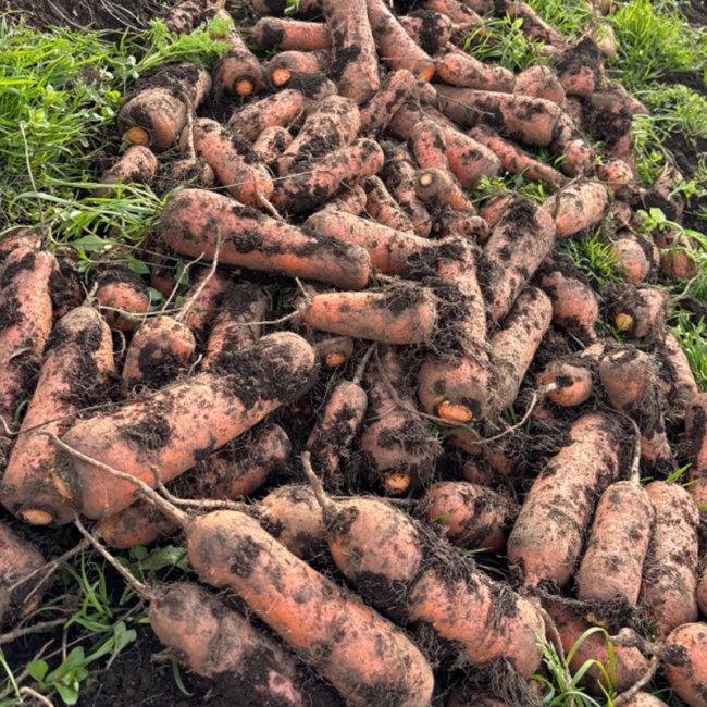 당일수확 당근맛집! 제주도 왕 구좌당근 3kg / 5kg / 10kg