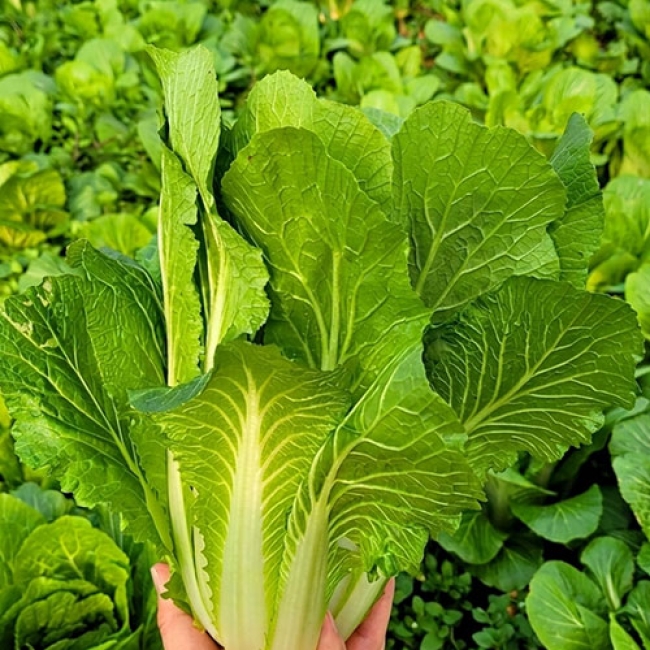 얼갈이 배추 2kg/ 4kg/ 6kg