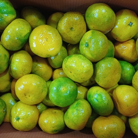 [고흥청과]가락시장직송 노지귤 5kg