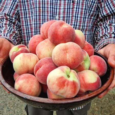 고당도 반납작 대극천 복숭아 1kg 대과 6-8과