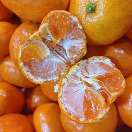 ★5%할인쿠폰★[고흥청과]가락시장직송 노지귤 5kg