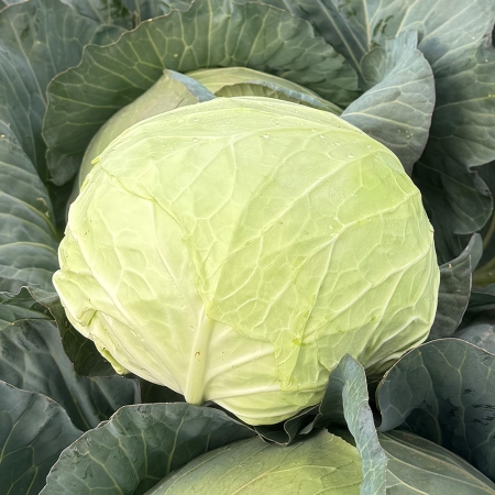 국내산 양배추 1통/2통 (평균 1.3kg 내외)