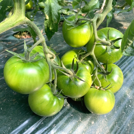 갑봉이네 대저 토마토 2.5kg 사이즈별 짭짤이