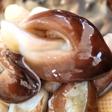 [오커늘푸] 새부리 새조개 여수 새조개 얼음포장