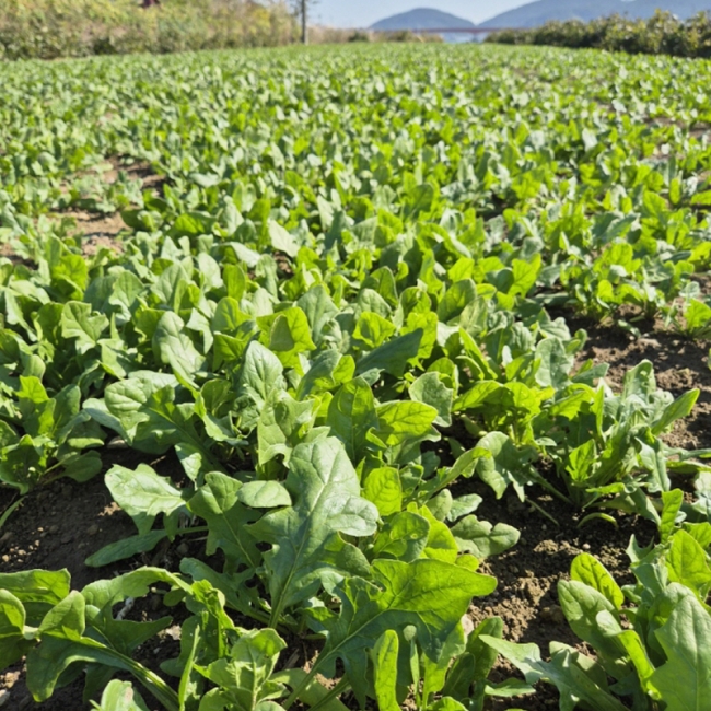 바닷바람 맞고 자란 영해초 시금치 1~4단