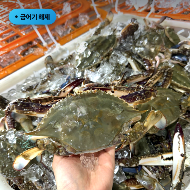 [산지직송] 제철 맞은 싱싱한 국내산 활 숫꽃게 3~6미