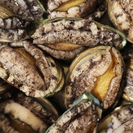 [오커늘푸] 완도 활전복 1kg 큰 사이즈