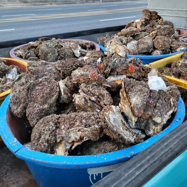 입안 가득 바다향기! 제철 바위굴 1kg