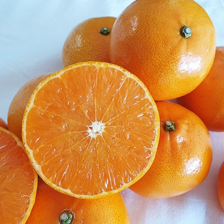 제주 고당도 레드향2kg/3kg