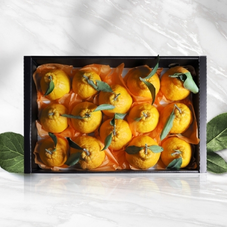 [오커브팜] 제주 한라봉 봉봉 한라봉 선물세트