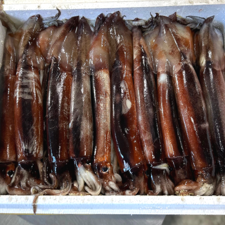 100% 생물오징어 당일바리 채낚기 활 급냉 4미 1.5KG