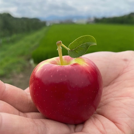 국내산 프리미엄 루비에스 사과(푸)