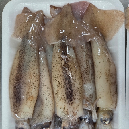 통찜용 총알 오징어 500g (4-7미) /x2개/ x3개